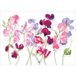 A264 Sweet Pea Study