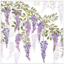 FC037 Wisteria Blossoms Greeting Card