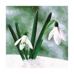 Dash XC18001 Snowdrops (Pk 8)