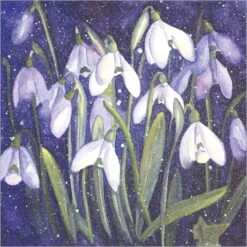 XC014 Snowdrops