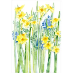 AV09 Narcissi And Hyacinths